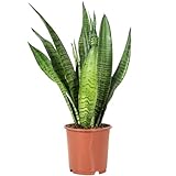 Bogenhanf - pflegeleichte Zimmerpflanze, Sansevieria zeylanica - Höhe ca. 45 cm, Topf-Ø 14 cm
