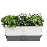 Cole & Mason Burwell 3-Fach Kräutertopf Selbstbewässernd, Kräutertopf Balkon/Kräutergarten für die Küche/Für Frische Küchenkräuter, Enthält 12 x Pads