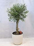 [Palmenlager] Olivenbaum Olea europea 160 cm -...