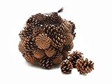NaDeco Tannenzapfen, ca. 5-6cm, 1kg, ca. 50 Stück | Pinus nigra |Insektenhotel | Insektenhaus | Weihnachtsdeko | Adventsdeko | Kiefernzapfen | Schwarzkiefern Zapfen | Zapfen Deko | Naturzapfen