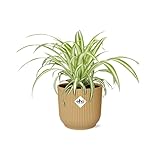 Chlorophytum Comosum Variegatum in ELHO Vibes Fold 14cm gelb