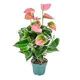 Anthurium 'Aristo' Pink - Flamingopflanze - Zimmerpflanze - Pflegeleicht ⌀12 cm - 30-40 cm