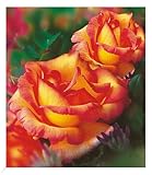 BALDUR Garten Delbard® Kletterrosen 'Parure d'or®', 1 Pflanze, winterhart, mehrjährig, duftend, blühend, Rosa Hybride, robuste Kletterrose, Duftrose, große Blüten