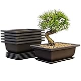 Mollyfox Bonsai Trainingstöpfe, 6-teilig Bonsai Schale mit Tabletts, Kunststoff Bonsai Pflanzen Anbautopf für Garten, Hof, Büro, Wohnzimmer, Balkon und mehr, 16x12x6cm