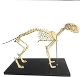 UIGJIOG Hundeskelett Anatomisches Modell Hundehunde- Skelett Biologie Anatomie Medizinische Lehre Modell, Veterinary Teaching Demonstration Werkzeug 64X20X26CM