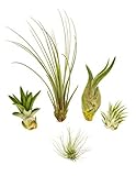 Tillandsien MINI 5er Mix, Tillandsia, Bromeliengewächs