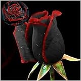 50 Stück Seltene Schwarze Rosen Samen mit Rotem Rand - Blumensamen für Garten, Balkon & Zimmerpflanzen (Schnelle Keimung, Pflegeleicht) (Schwarz)