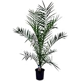 Plant in a Box - Phoenix Canariensis - Kanarische Dattelpalme Winterhart fur draußen - XL - Topf 19cm - Höhe 80-100cm