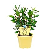 Bio Gewürzlorbeer, (Laurus nobilis), Kräuter Pflanzen aus...