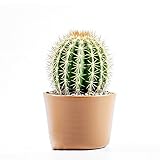 25 pcs Kakteen kaktus samen, Kaktus Pflanze, samen zimmerpflanzen (Opuntia dillenii) exotische pflanzen winterhart kakteen samen, sukkulenten samen geschenke für gartenliebhaber