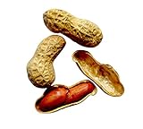 Erdnuss Samen 10 stk (Arachis hypogaea L.) Züchten sie ihre Erdnüsse selbst