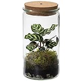 vdvelde.com - Ecoworld Tropical Weck Glas - Flaschengarten mit Licht - Mini Pflanzen Terrarium - Ökosystem im Glas Set mit Zimmerpflanze - Glas: Ø 10,5 cm, Höhe 21 cm