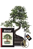 Genki-Bonsai Anfänger Bonsai-Set chin. Ulme (ca. 30-35cm, 4-teiliges Set) + Schere, Untersetzer & Bonsaibuch - Bonsai Starterpaket Komplettset