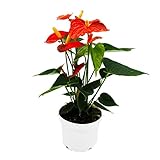 Exotenherz - Flamingoblume - Anthurium andreanum - Anthurie - 12cm Topf - 'Orange Champion'