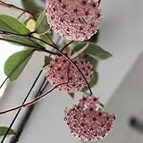 Hoya, für sonnige plätze Wachsblume, geschenke für gärtner gartendeko für draußen wildblumensamen balkonpflanzen seltene kletterpflanzen 600Samen
