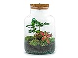 Flaschengarten • Little Milky + Bonsai + weiße Fittonia + Lampe • Ökosystem mit Pflanzen im Glas • ↑ 25 cm