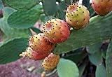 20 Stück Kaktusfeige Samen, Kerne (exotische Kakteenkerne, Kaktusfeige, Feigenkaktus, Opuntia Ficus-Indica, frische gesunde Samen, Kaktusfrucht, Obst), Versand aus Deutschland