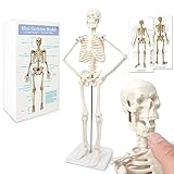 Mini-Mensch-Skelett-Modell Für Anatomie,...