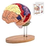 Menschliches Gehirn Modell für Anatomie & Neuroanatomie, 2X Lebensgroßes Zerlegbar 4-teiliges Human Brain Model Bunt mit Etiketten & Display Basis, für Medizinisches Lehren, Bildung, Display