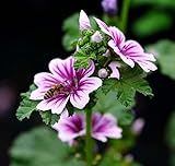 Gartenmalve Zebrina - Zebra-Malve - Malva sylvestris Zebrina - 200 Samen