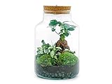 Flaschengarten • Little Milky + Bonsai + weiße Fittonia + Lampe • Ökosystem mit Pflanzen im Glas • ↑ 25 cm