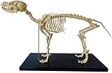 UIGJIOG 1: 1 Hunde-Skelett Anatomisch Modell Animal Specimen 64Cmx10cmx30cm Tier Anatomie Hundeskelett Menschliche Biologie Unterrichten Veterinär Demonstration Werkzeug