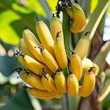 bananenbaum pflanze samen - zwergobstbäume indoor garten bananenpflanze winterhart steingartenpflanzen plants winterharte stauden mehrjährig sträucher 90pcs