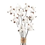 10 Stück Baumwolle Deko Natürlich Getrocknete Baumwolle Trockenblumen Deko Getrocknet Blumen Deko, Dekoration für die perfekte Hochzeit、Blumen Arrangements Heim Decor DIY Dekoration Home Party