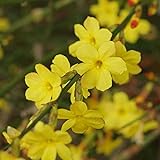 Jasminum Nudiflorum Winter-Jasmin-Laubblühender Gartenkletterer, 9 cm Topf