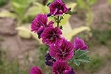 500 Samen Wilde Malve Malva sylvestris Bienenweide Wildblume...