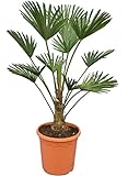 Wagnerpalme Frosty - Hanfpalme - Trachycarpus wagnerianus Frosty - Gesamthöhe 90-110 cm - Topf Ø 26 cm