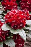 Rhododendron Hybr. 'Cherry Kiss' 30-40 cm - Rhododendron, rote Blüten, Blütezeit Mai-Juni, ideal für Kübel und Rabatten, winterhart und pflegeleicht