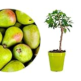 Meine Orangerie - Zwergobst Stämmchen Birne - Zwergbirne - mehrjähriger Birnenbaum - Höhe inkl. Topf ca. 70-90cm - winterhartes Birnenbäumchen für Garten, Balkon oder Terrasse im Ø22-24cm Topf