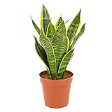 Sansevieria trifasciata Futura Superba 30-35 cm/Topf Ø 10...