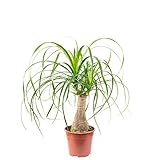 Beaucarnea a 1 tronco - pianta da interno facile da curare, altezza ca. 40 cm, diametro del vaso 14 cm