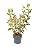 buntblättrige Weigelie Weigela florida Nana Variegata 40-60...