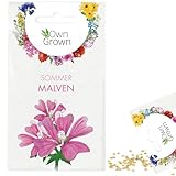 Malve Samen: Premium Sommermalve Samen für ca. 250 blühende Malven Pflanzen – Schöne Malven Blumen Samen kaufen – Blumensamen, Blumenwiese Samen, Own Grown Samen, Wildblumensamen