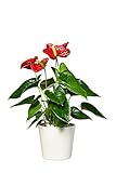 EVRGREEN | Zimmerpflanze Anthurie in Hydrokultur mit cremefarbenem Topf als Set | Flamingoblume | Anthurium andreanum Arion rot