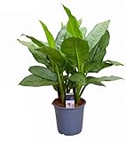 Grünpflanze - Kolbenfaden (Aglaonema B.J. Freedman) - Höhe: 90 cm - von Botanicly, topf:ohne Übertopf, height:70