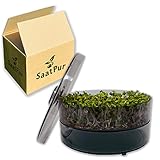 SaatPur® Keimsprossenbox Set 1 mit Einer Etagen als Sprossen Keimgerät: Sprossen Anzucht sowie Microgreens Anzuchtschalen. Keimbox, Keimschale, Keimschachtel, Sprossenbox, Sprossenhaus, Keimgerät