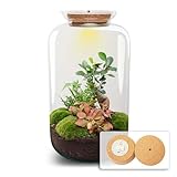 urbanjngl.com - Sven XL Bonsai - Flaschengarten mit Licht - DIY Terrarium mit Pflanzen im Glas - Ø 23 cm ↑ 43 cm