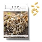 Erdnuss Samen (Arachis hypogeae) - Nährstoffreiches Erdnuss Saatgut ideal für die Anzucht im Garten, Balkon oder Terrasse