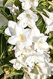Weigela 'Candida' C 40-60 Weigelie 'Candida',winterhart, deutsche Baumschulqualität, im Topf für optimales anwachsen