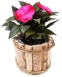 KOTARBAU® Runder Blumentopf aus Birkenholz Übertopf für Blumen 16 x 16 x 12
