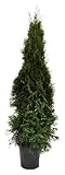 Thuja occidentalis Smaragd 120cm Lebensbaum im Topf...