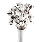 HUAESIN 20pcs Baumwolle Zweig Natürlich Baumwolle Getrocknete Blumen Baumwollzweige Kunstblumen Künstliche Dekoblumen Trockenblumen für Vase Hochzeit Party Cafe Zimmer Deko Weiss