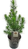 Lebender Weihnachtsbaum, Tannenbaum inclusive Topf ca. 50cm...