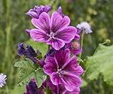 500 Echte Wilde Malve Samen Malva sylvestris Winterharte Wildblume Bienenweide