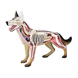 NURCIX 4D Hund Anatomie Modell, Hund Hundeskelett, Tier-Skelett-Exemplar, abnehmbare Biologie, 29 Teile für Tier Lehre Demonstration