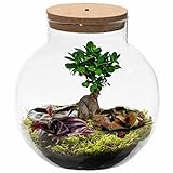 Ecoworld Bonsai Ökosystem im Glas Set mit Licht - Licht - Mini Zimmerbonsai und 2 Farbige Zimmerpflanzen - Kugelförmiges Glas - Ø 25 cm, Höhe 25 cm - Pflanzen aus eigeiner Gärtnerei